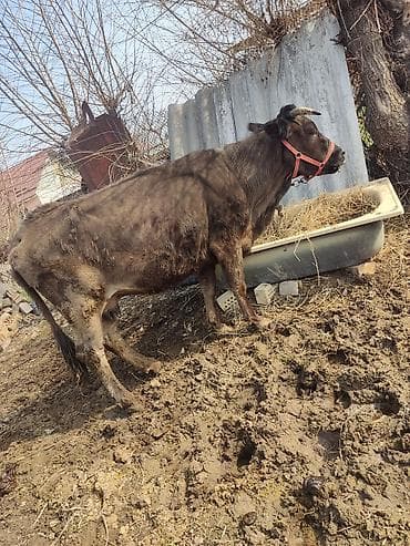Корма для с/х животных: Продаю | Корова (самка) | Для молока | Привязанные — 1