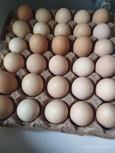 аям семани: Брама тоокторунун жумурткасы сатылат. Чистая брама. Самовывоз или — 2