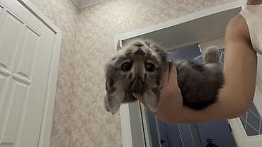 породистая: Продаются котята 🐱🤍Ош Возраст — 2 месяца. Метисы британца. Есть серые — 3