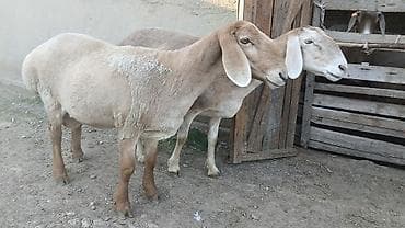 кукуруза качан: Продаю | Овца (самка) | Арашан | Для разведения | Племенные — 1