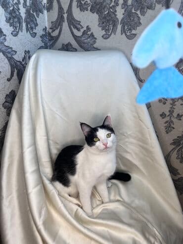 Грызуны: Беспородная, 9 месяцев, Мальчик, Биколор, Кастрирована, Метис, Приучена к лотку — 11