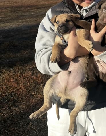 купить собаку бесплатно: СРОЧНО!!! Мама малинуа, папа дворняга. ОЧЕНЬ СРОЧНОО!!!! Щенок — 1