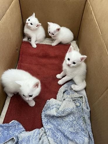 сухое молоко для котенка: 1 месяц, Мальчик, Белый, Приучена к лотку — 4