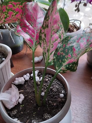 комнатное дерево: Аглаонема пестролистная (розово‑зелёная форма) - Домашнее — 1