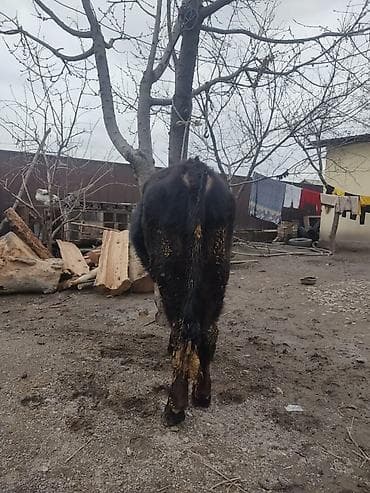 телочки бычки: Продаю | Бык (самец) | На откорм | Привязанные — 6