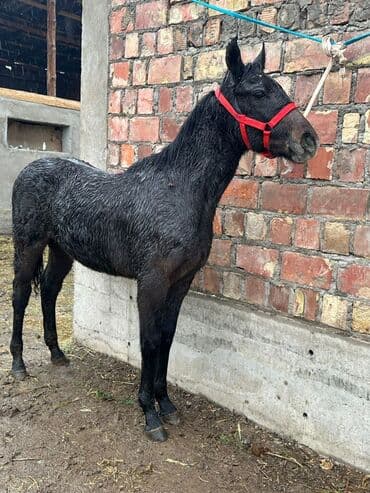 купить кошку бишкек: Продаю | Жеребенок | Конный спорт — 3