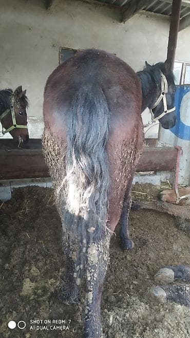 Услуги ветеринара: Продаю | Конь (самец) | Рабочий | Мерин — 4