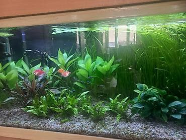 Другие животные: Продам два аквариума на 300 и 100 литров со всем содержимым и — 3