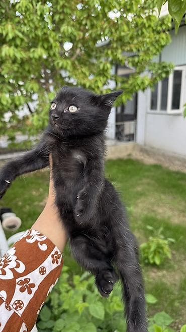 пит: Котята, домашний помет. - Окрас: два черных (плотный угольно-черный — 2