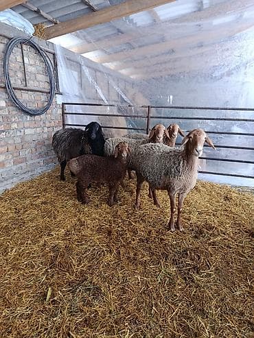 корова самка: Продаю | Ягненок | Арашан | Для разведения | Матка — 2