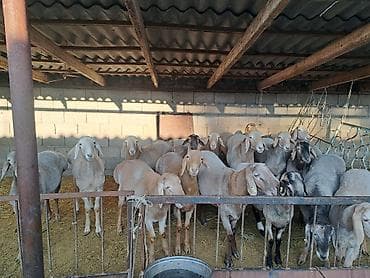 баран живой: Семиз кочкорлор сатылат — 4