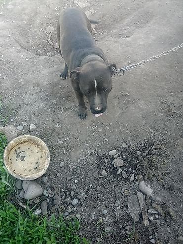 Мощный и преданный американский стаффордширский терьер с крепким