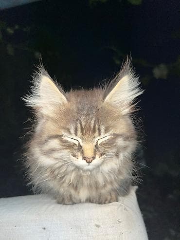 животные кошка: Отдадим котят в добрые руки, 4 котенка — 5