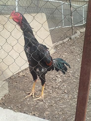 голуби киргизии: Дакан жожо короз сатылат активный алмашу жолдору бар адрес Бишкек — 3