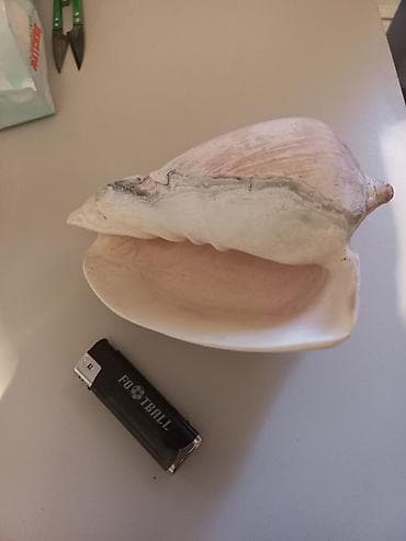 Зоотовары: Ракушка большая — 2