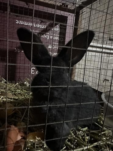 тропические декоративные растения: Пуховые декоративные кролики, окрас — чёрный/темно‑серый. - — 9