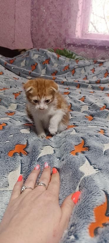 мышык ош: Скотиш Фолд (Шотландиялык шалпаң кулак), 2 айлык, Ургаачы, Ак, Лотокко барууга үйрөтүлгөн — 2