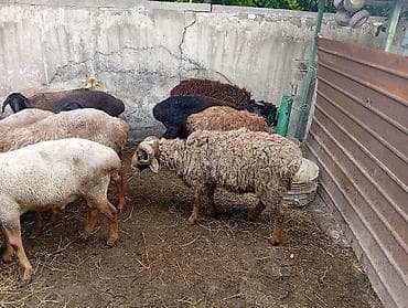 внешние фильтры для аквариума: Продаю | Ягненок, Баран (самец), Овца (самка) | Арашан, Полукровка, Меринос | На забой | Матка, Кастрированные, Осеменитель — 3