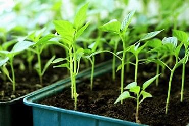 маравилла малина цена: Огурцы Оптом — 1