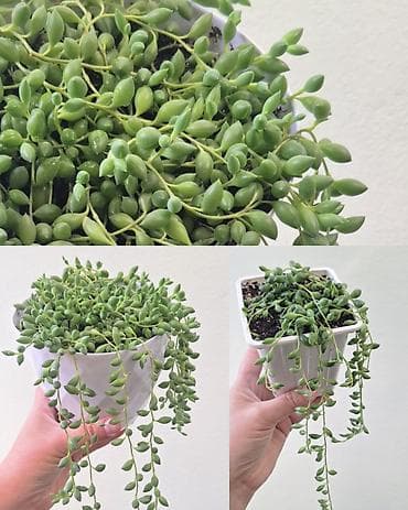 Крестовник геррейна (Senecio herreianus) — эффектный ампельный