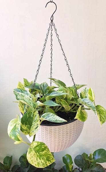 Эпипремнум Marble Queen в подвесном горшке. - Объём горшка: 5 литров