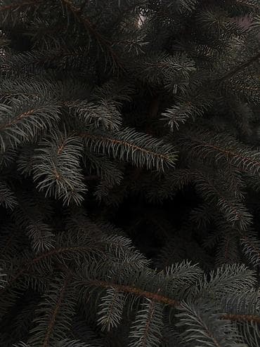 лировидный фикус: Ель голубая (Picea pungens), взрослый куст-дерево шаровидной формы — 3