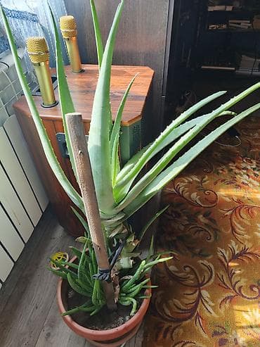 Алоэ вера в горшке - Крупный взрослый куст с боковыми детками в одном