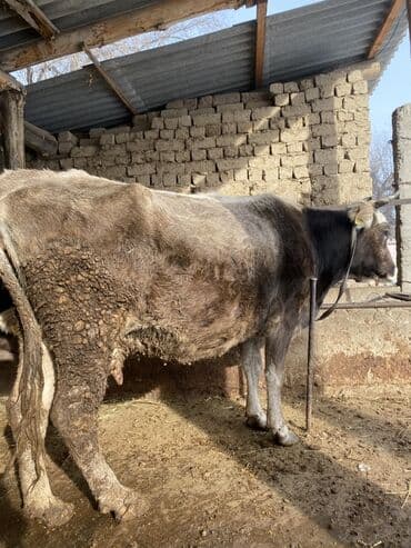 Продаю | Бык (самец) | Для разведения | Привязанные