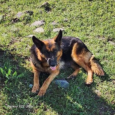 продам котят шотландских: Даром Щенки немецкой овчарки - Порода: немецкая овчарка (классический — 1