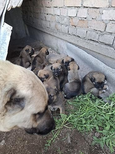 кангал сабака: Щенки Кангала - Порода: Кангaл (анатолийская овчарка) — мощные — 2