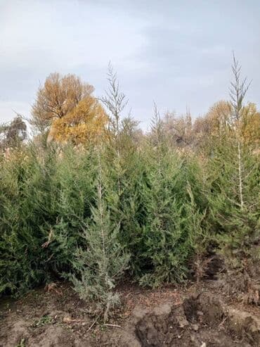 мощные насосы для полива полей: Көчөттөр дарактардын: Арчалар, Өзү алып кетүү — 2