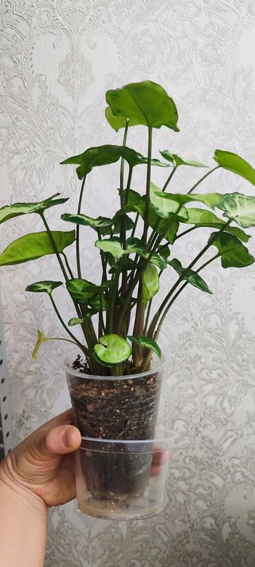 семена павловния купить в бишкеке: Зефирантес розовый 150 сом (3-4 луковицы в стакане) - ул.7 апреля 2/7 — 16