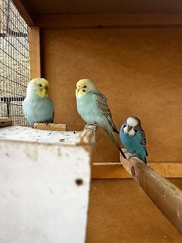 волнистые попугай: Волнистые попугаи (budgerigar) различных окрасов. Описание: - — 7