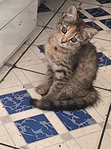scottish fold: Котёнок, полосатая окраска (серо-коричневый табби) с рыжеватыми — 1