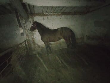 собака доберман сколько стоит: Продаю | Жеребец | Рабочий — 2