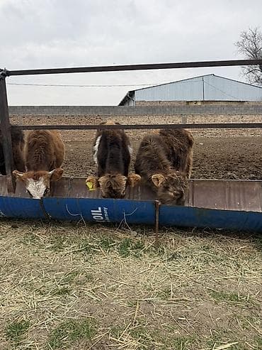 Ветеринар кызматы: Продаю Бычков 6-7 месяцев все хорошие бодрые цена 69000 за оптом — 4