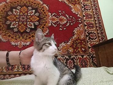 Отдам котенка в хорошие руки Котёнок, окраса табби с белым. Полосатая