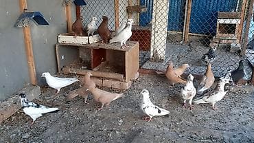 ак мышык: Бакинские пара 800. Игровые голуби, пара 1000 сом. Сиреневый голубь — 5