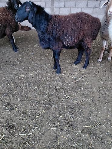 тайга алмашам: Сатам | Ургаачы кой (ургаачы) | Көбөйтүү үчүн — 6