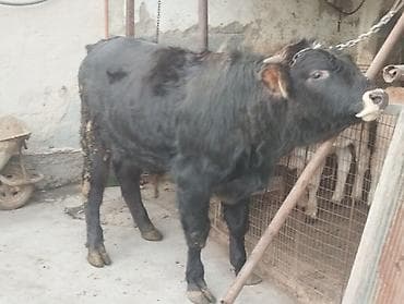 Аквариумы: Продаю | Бык (самец) | На откорм | Привязанные — 1