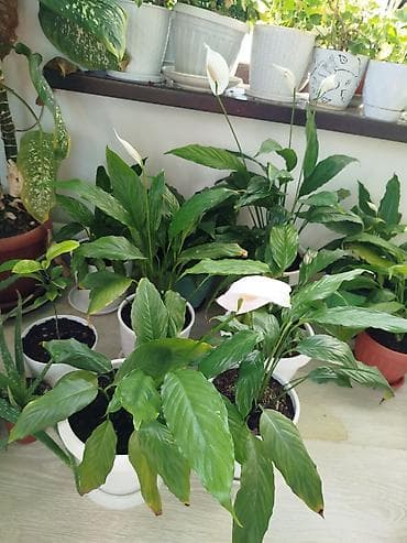 аптечка: Комнатные растения в горшках от 300-1000 1) Алоэ вера (крупные — 7