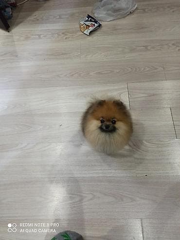 русский охотничий спаниель купить: Шпиц, 2 года, Самец — 1