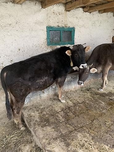 животные для дома: Продаю | Бык (самец) | На откорм | Привязанные — 1