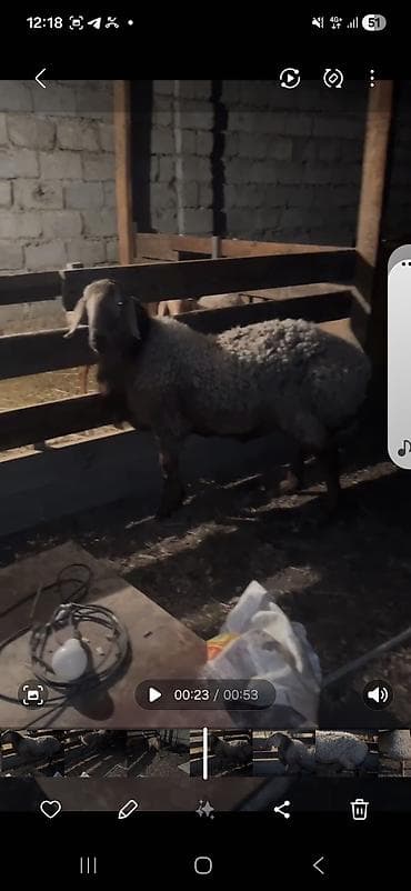 бирки для овец: Продаю | Овца (самка) | Для разведения | Племенные — 3