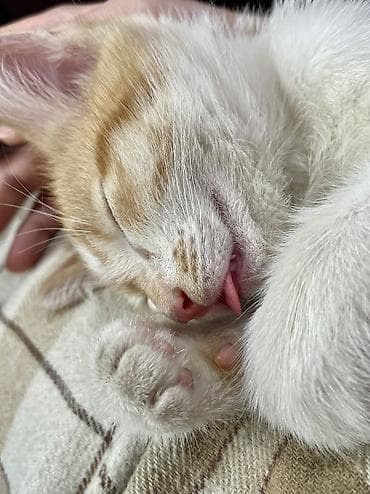 отдам даром в хорошие руки: Кошка даром: Беспородная, 1 месяц, Мальчик, Приучена к лотку — 9