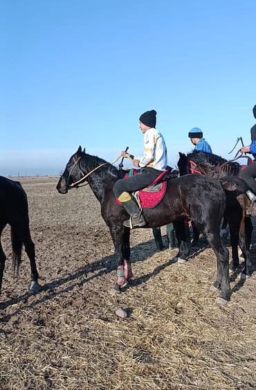 жылкы лошадь: Продаю | Конь (самец) | Конный спорт — 6