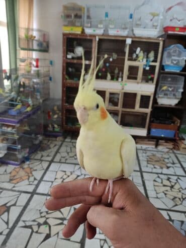купить инкубационное яйцо в бишкеке: Попугаи кореллы РУНЫЕ! — 1