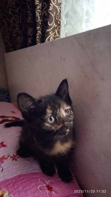 1 мальчик 2 котенка оригинал: Котята в добрые и ответственые руки. Кушают все и китекет тоже. Кашку — 14