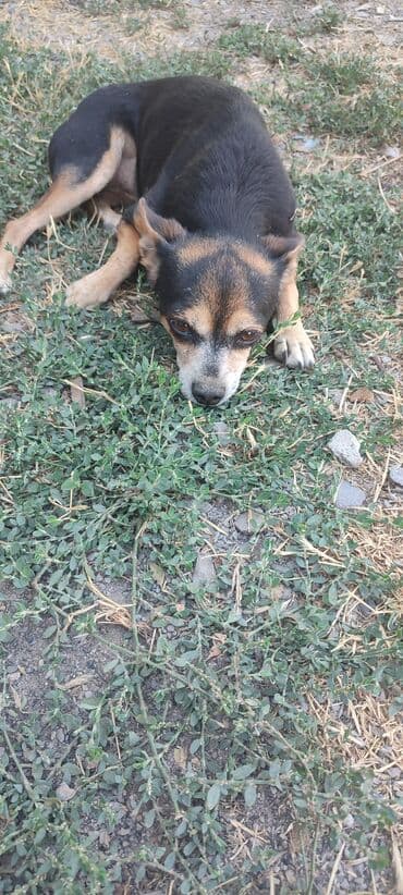 таксы собака: Ит бекер берилет: Miniature Pinscher, 1 жаш, Эркек — 3