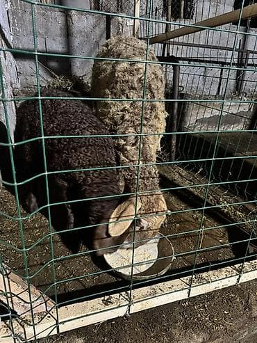 Кошки: Продаю | Овца (самка) | Для разведения | Матка — 4